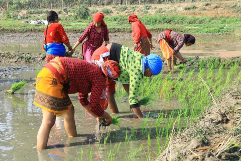 ९२ प्रतिशत क्षेत्रफलमा धान रोपाइँ, गत वर्षभन्दा कम